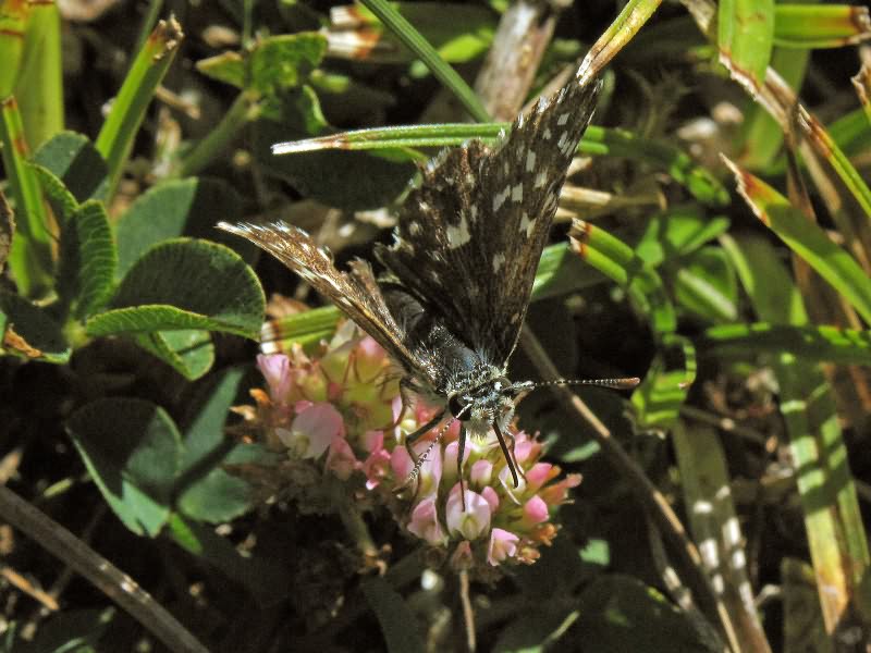 Pyrgus malvae (Linnaeus, 1758)